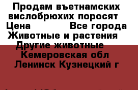 Продам въетнамских вислобрюхих поросят › Цена ­ 2 500 - Все города Животные и растения » Другие животные   . Кемеровская обл.,Ленинск-Кузнецкий г.